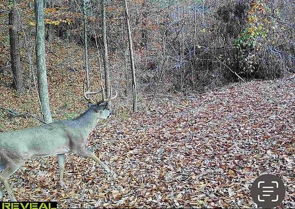 45 Acres of Land for Sale in Harold, Kentucky