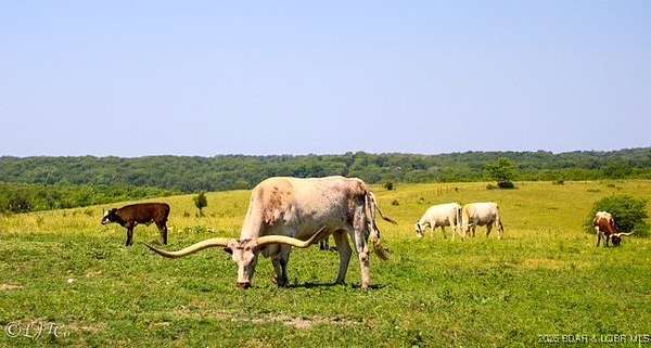 217 Acres of Land for Sale in Iberia, Missouri