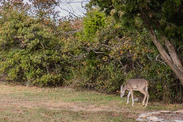 0.25 Acres of Residential Land for Sale in Graford, Texas