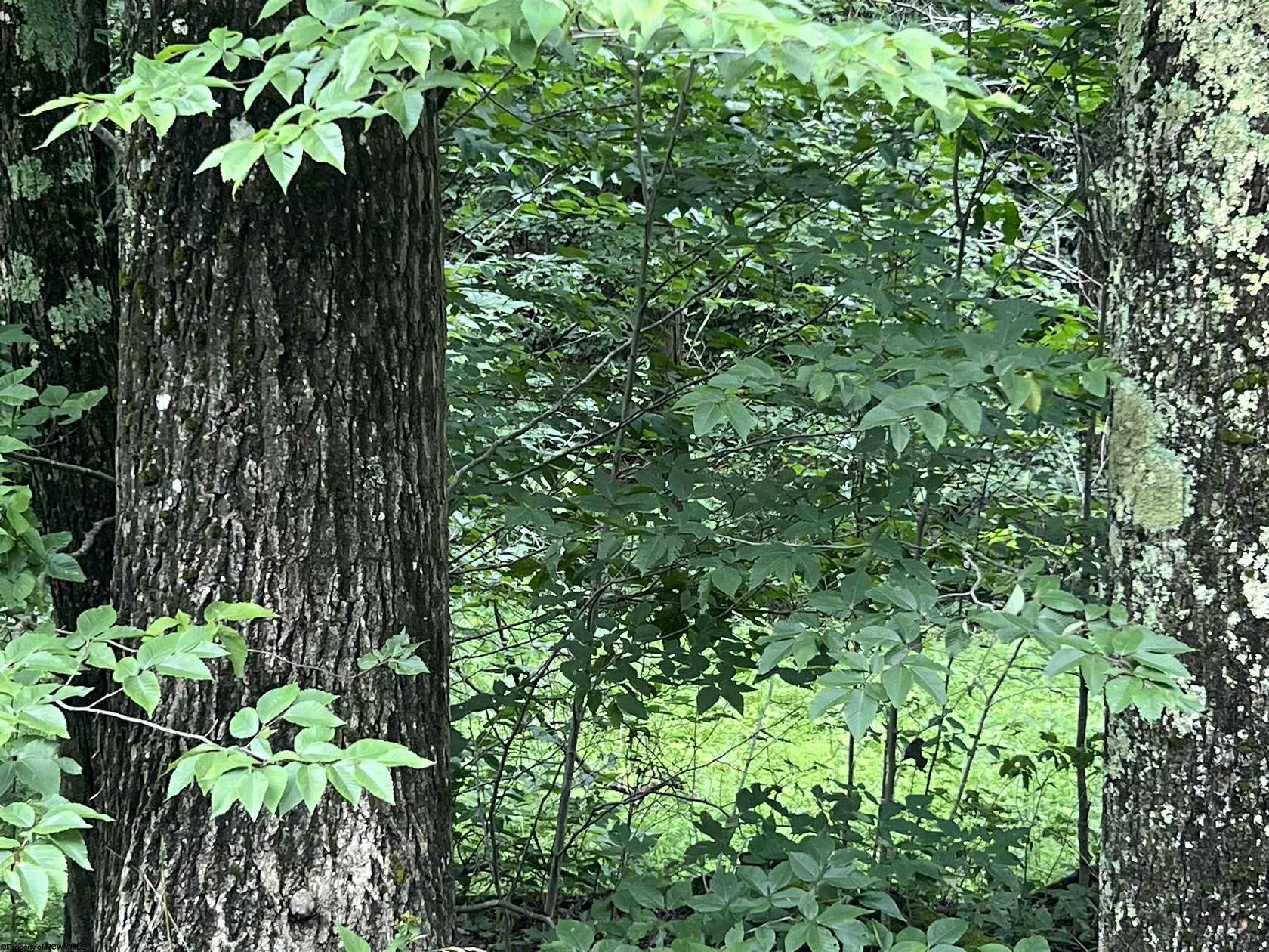 14.5 Acres of Recreational Land for Sale in Parsons, West Virginia