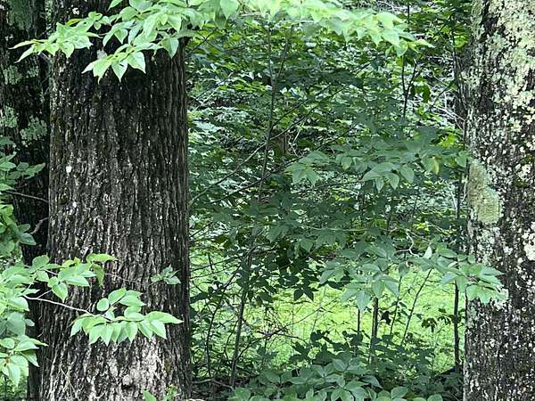 14.5 Acres of Recreational Land for Sale in Parsons, West Virginia