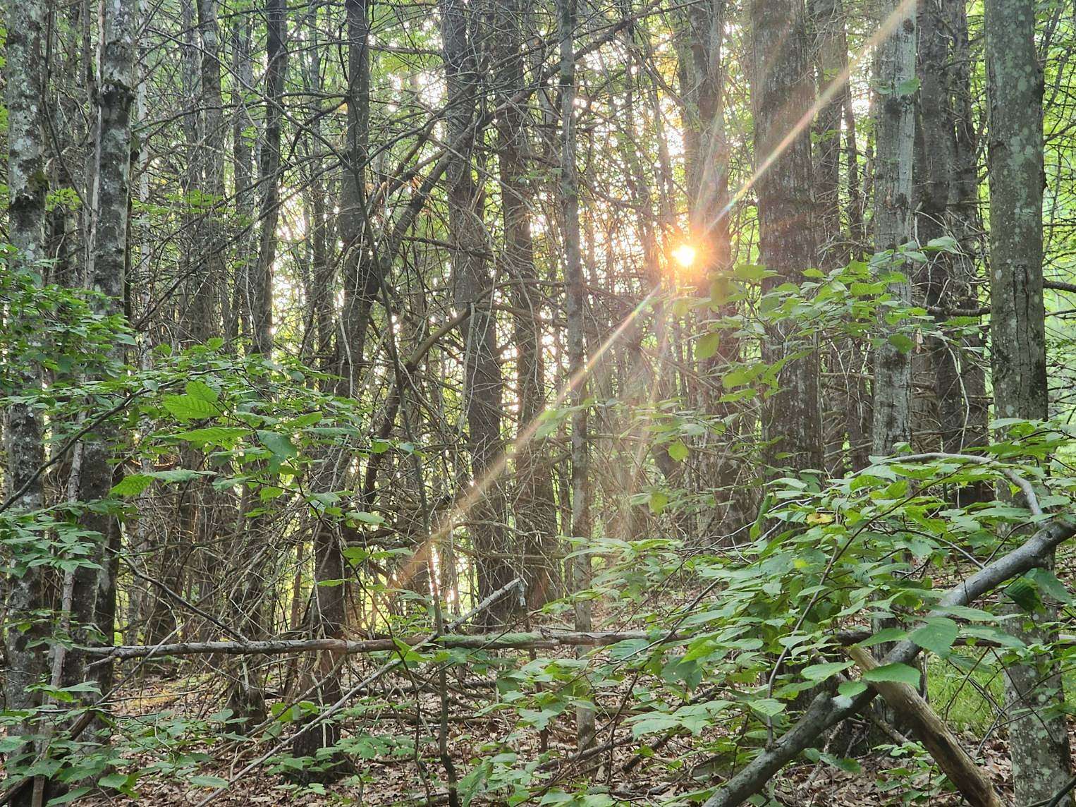 11.7 Acres of Recreational Land for Sale in Jefferson, New York