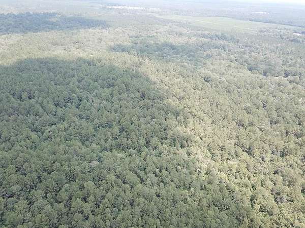 60 Acres of Land for Sale in Kirbyville, Texas