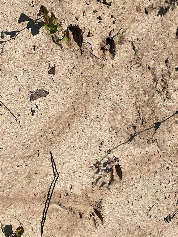 21.6 Acres of Recreational Land for Sale in Jacksboro, Texas