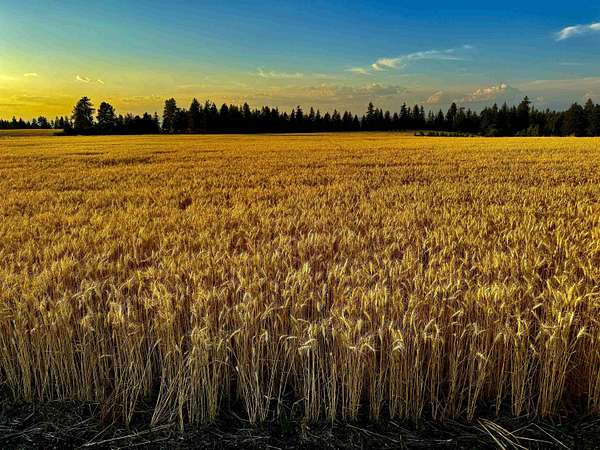 10 Acres of Residential Land for Sale in Chattaroy, Washington