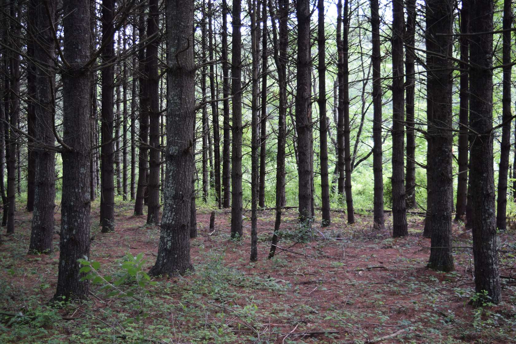 75 Acres of Recreational Land & Farm for Sale in Willis, Virginia