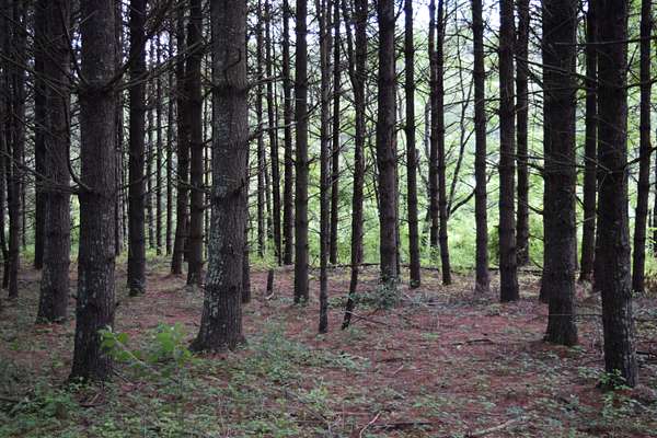 75 Acres of Recreational Land & Farm for Sale in Willis, Virginia