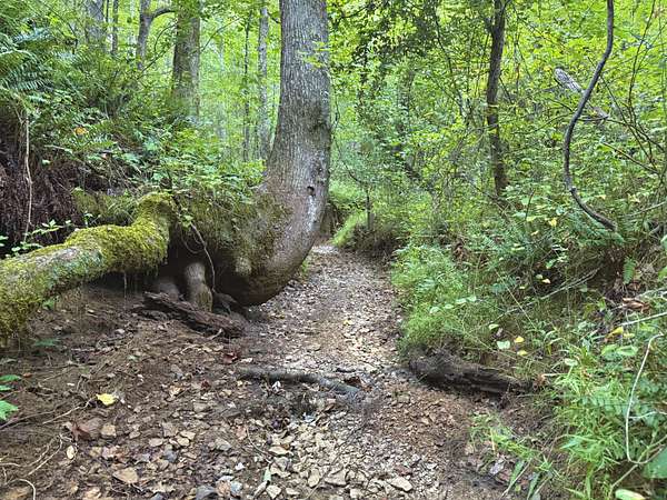 39.7 Acres of Recreational Land for Sale in Lexington, Tennessee