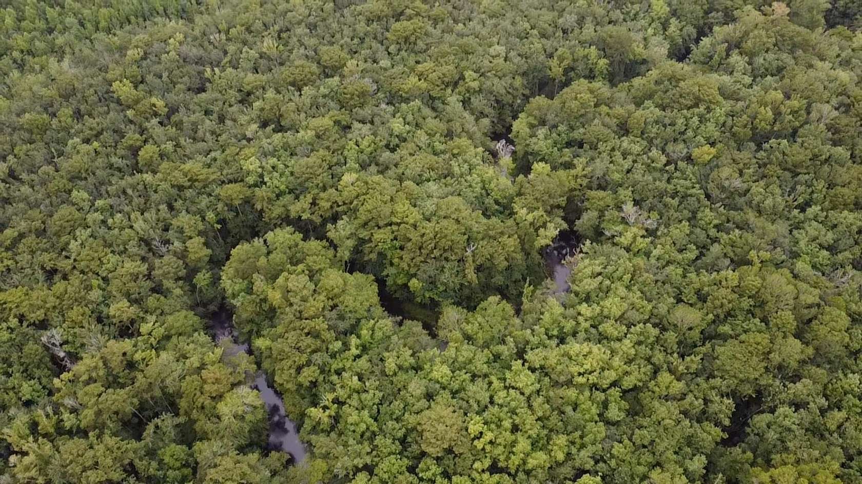 188 Acres of Recreational Land for Sale in Springfield, South Carolina