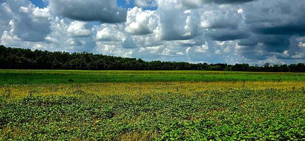 300 Acres of Recreational Land & Farm for Sale in Middleton, Tennessee