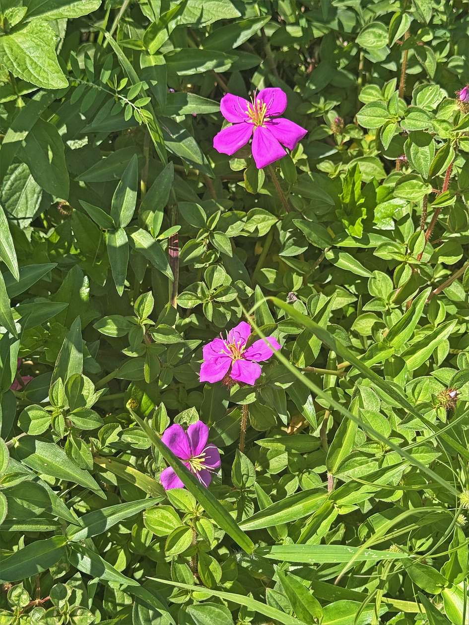 0.25 Acres of Residential Land for Sale in Pahoa, Hawaii