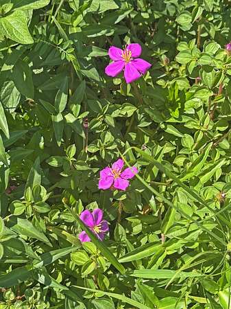 0.25 Acres of Residential Land for Sale in Pahoa, Hawaii