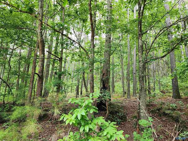 30 Acres of Recreational Land for Sale in Valley Head, Alabama