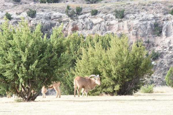 1.5 Acres of Commercial Land for Sale in Amarillo, Texas