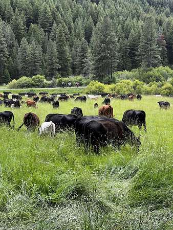 793 Acres of Land for Sale in Mount Vernon, Oregon