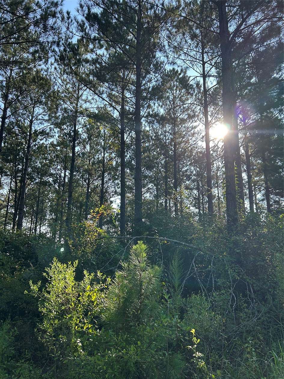 197 Acres of Land for Sale in Cotton Valley, Louisiana