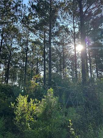 197 Acres of Land for Sale in Cotton Valley, Louisiana