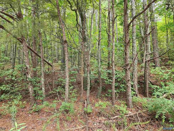 74 Acres of Recreational Land for Sale in Valley Head, Alabama