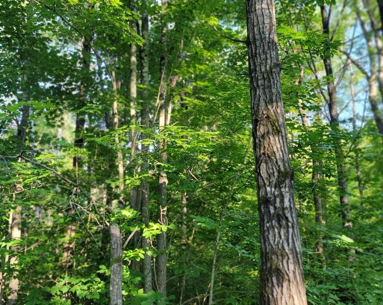 5.22 Acres of Land for Sale in Ojibwa, Wisconsin