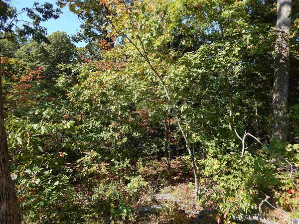 0.59 Acres of Residential Land for Sale in Gilbertsville, Kentucky