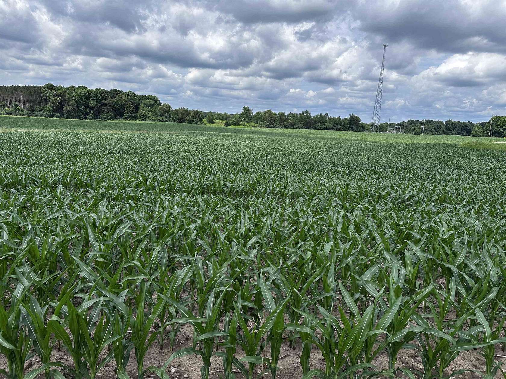 35.6 Acres of Commercial Land for Sale in Wittenberg, Wisconsin