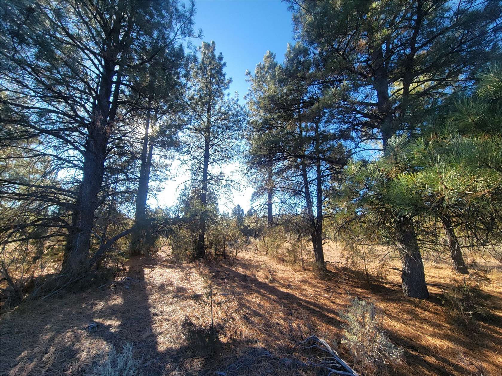 167 Acres of Recreational Land for Sale in Tierra Amarilla, New Mexico