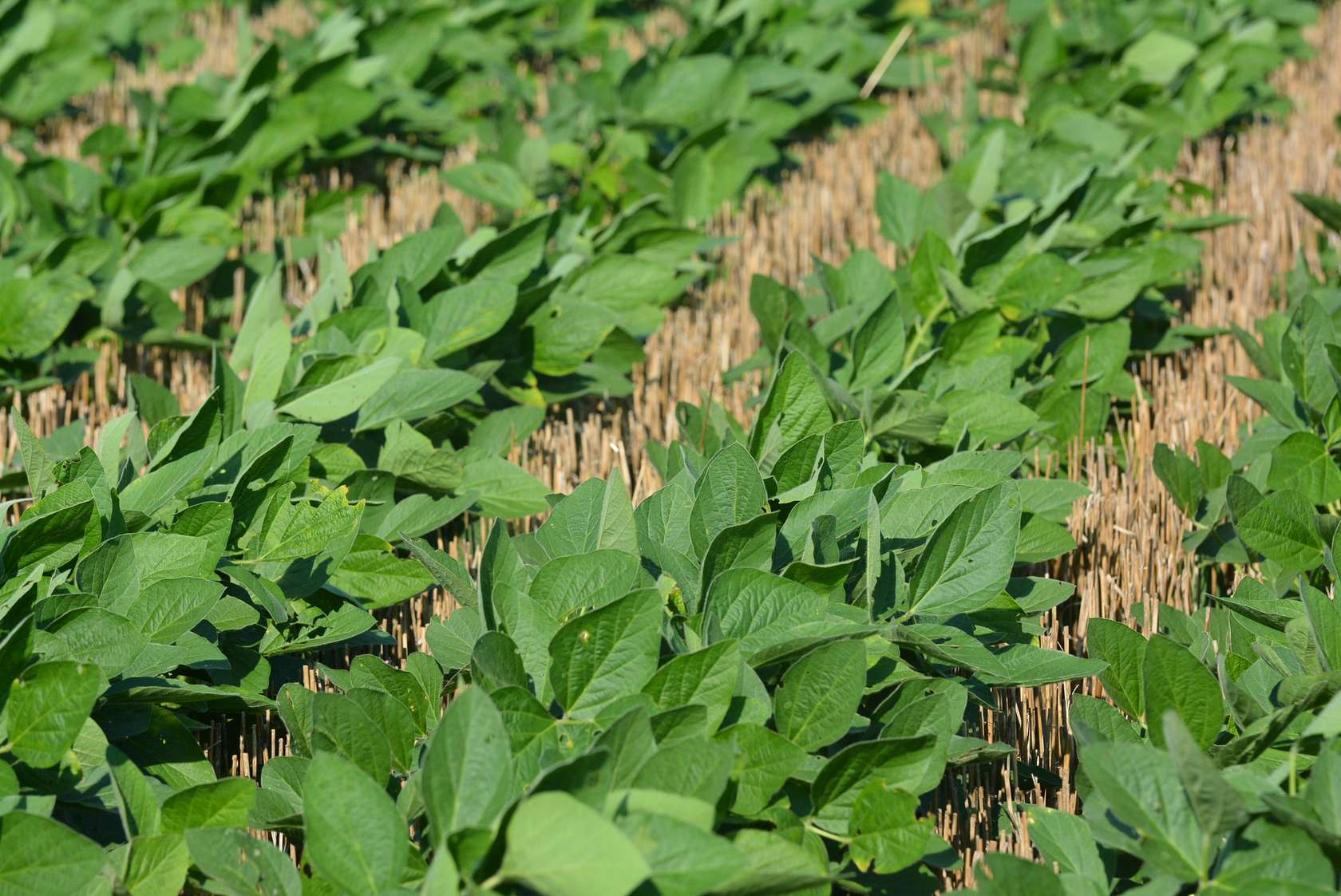 80 Acres of Land for Sale in Overbrook, Kansas