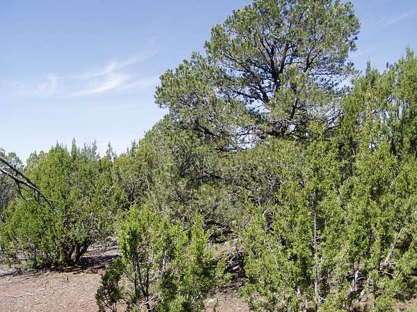 4.82 Acres of Residential Land for Sale in Vernon, Arizona
