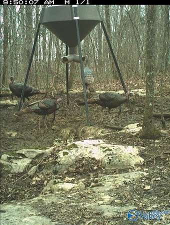 210 Acres of Land for Sale in Hollytree, Alabama