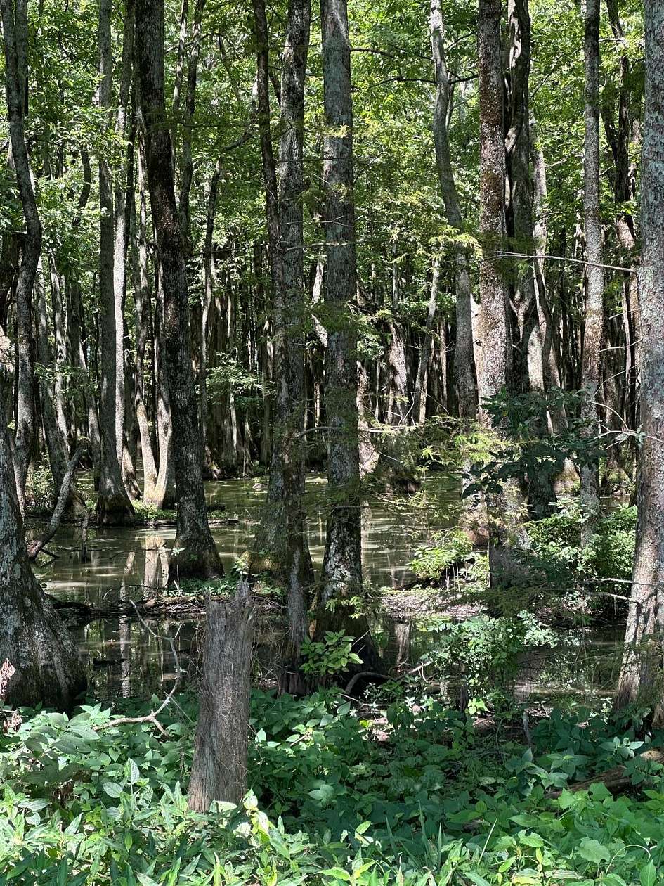 41 Acres of Recreational Land for Sale in Minter City, Mississippi