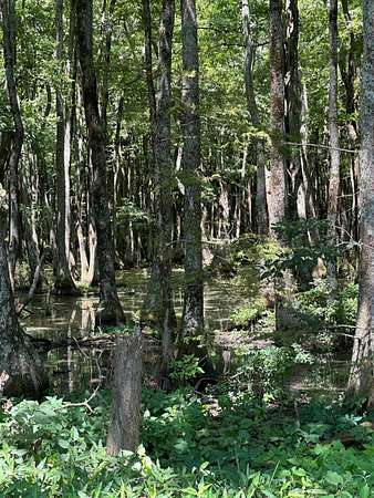 41 Acres of Recreational Land for Sale in Minter City, Mississippi