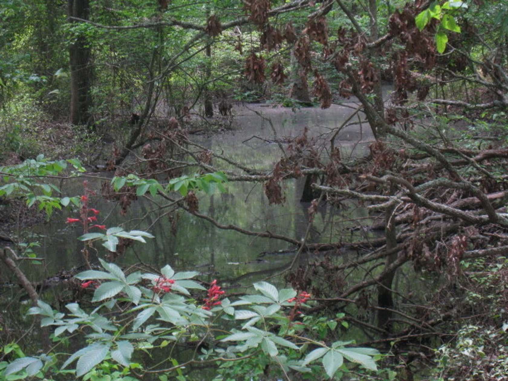 9 Acres of Recreational Land for Sale in Taylor, Arkansas