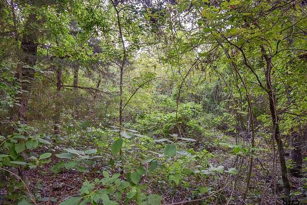 12 Acres of Recreational & Residential Land for Sale in Grand Saline, Texas