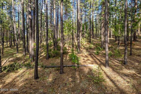 2.72 Acres of Residential Land for Sale in Alpine, Arizona