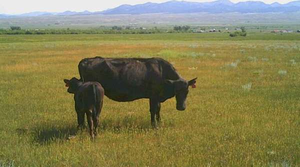 160 Acres of Agricultural Land for Sale in Westcliffe, Colorado
