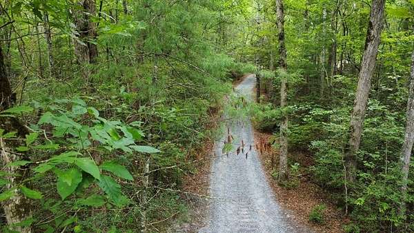 10.7 Acres of Land for Sale in Mineral Bluff, Georgia