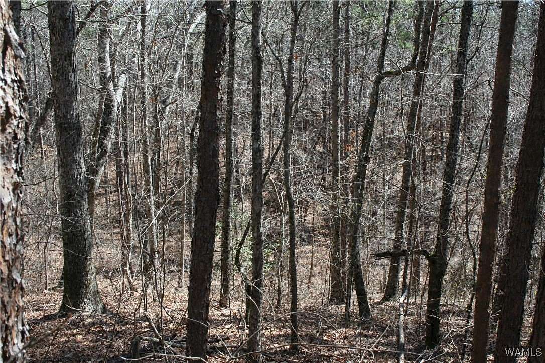 38 Acres of Recreational Land for Sale in Double Springs, Alabama