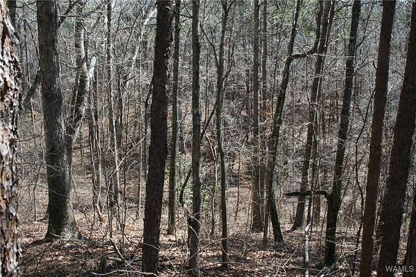 38 Acres of Recreational Land for Sale in Double Springs, Alabama