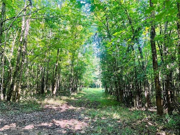 12.8 Acres of Recreational Land for Sale in York, Alabama