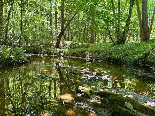 221 Acres of Recreational Land for Sale in Blacksburg, South Carolina
