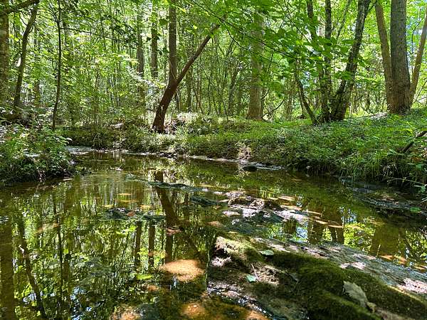 221 Acres of Recreational Land for Sale in Blacksburg, South Carolina