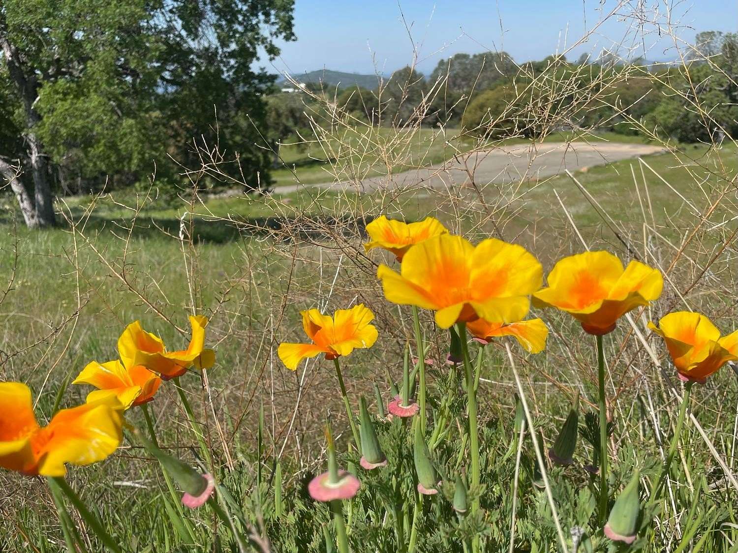 5.6 Acres of Residential Land for Sale in Coarsegold, California