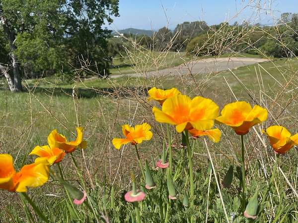 5.6 Acres of Residential Land for Sale in Coarsegold, California