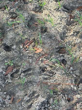 123 Acres of Recreational Land for Sale in Tifton, Georgia