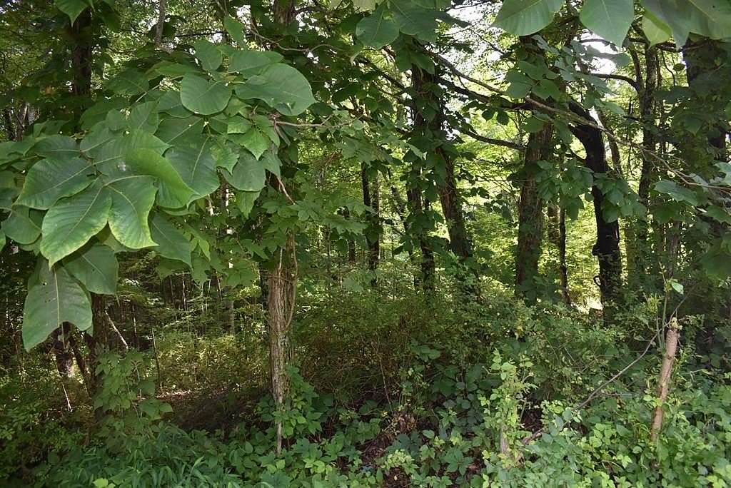 0.48 Acres of Residential Land for Sale in North Tazewell, Virginia