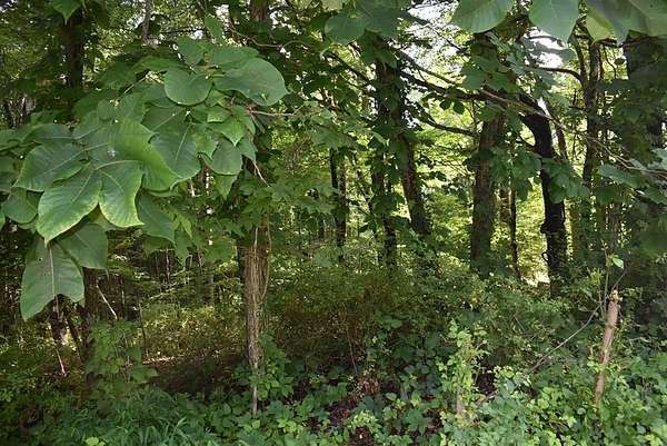 0.48 Acres of Residential Land for Sale in North Tazewell, Virginia