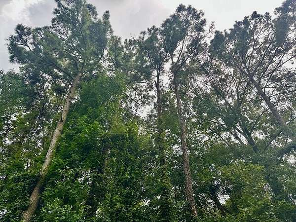 1.15 Acres of Land for Sale in Shelbyville, Texas