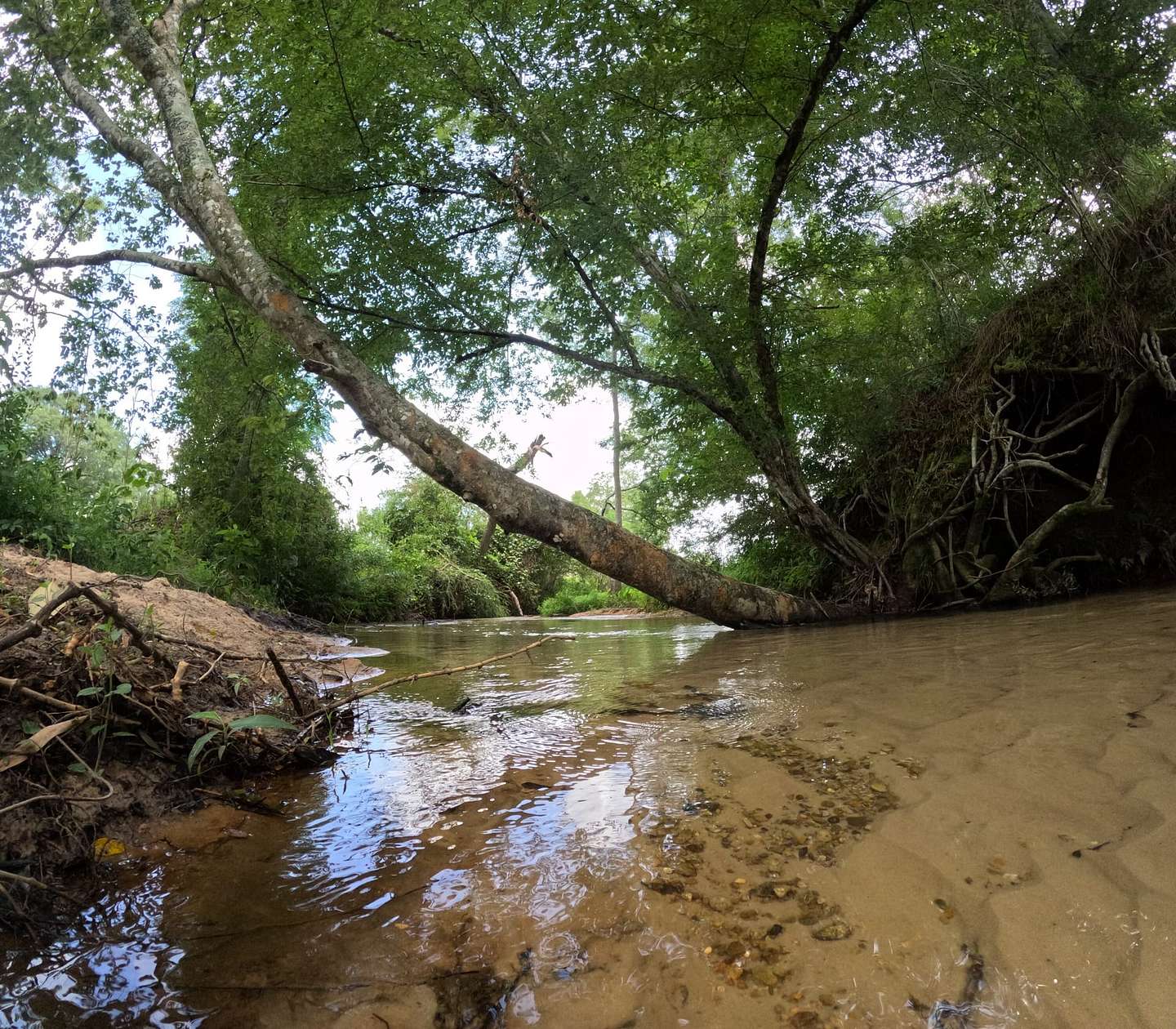 82 Acres of Land for Sale in Foxworth, Mississippi