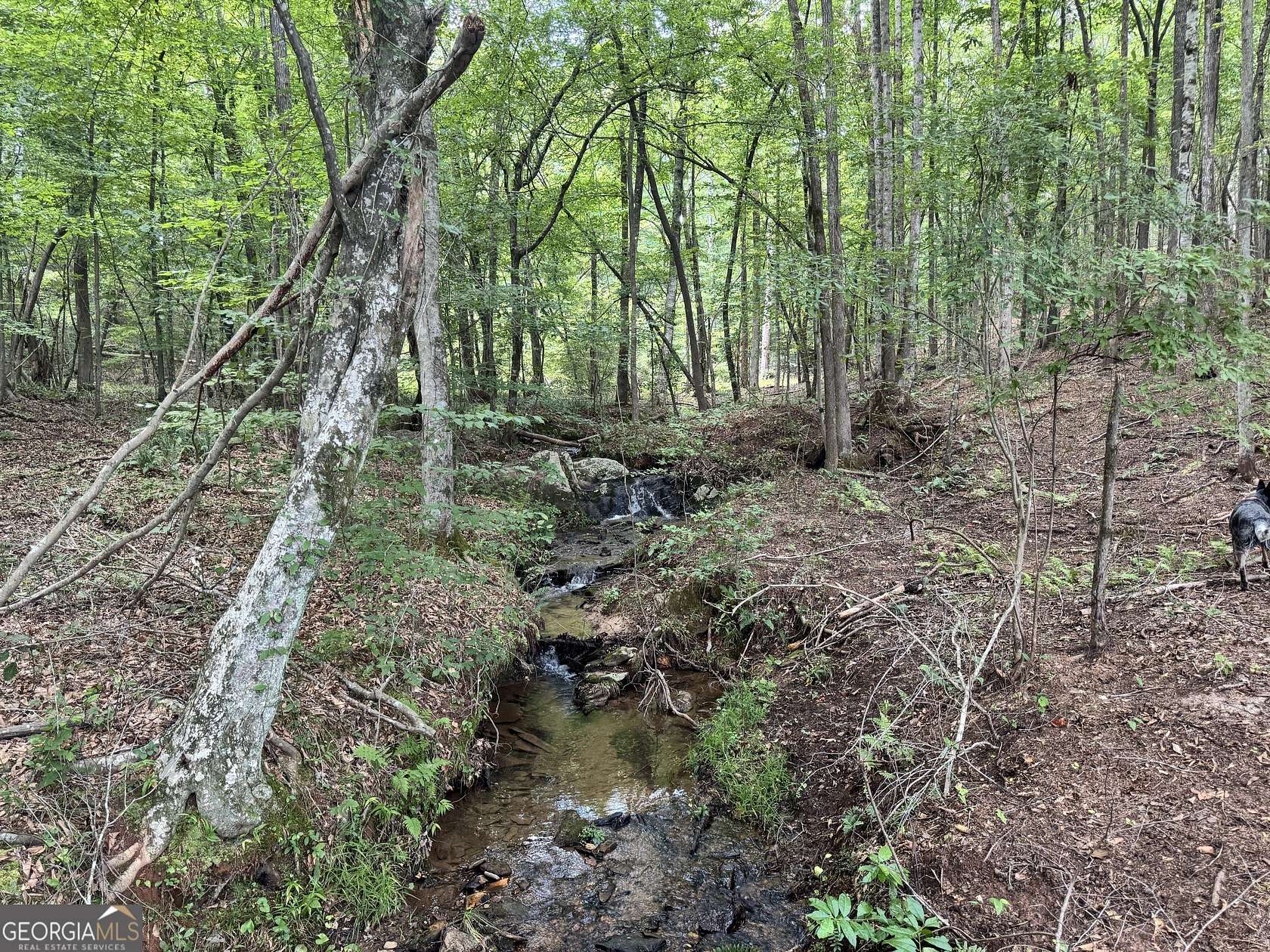 319 Acres of Recreational Land for Sale in Franklin, Georgia