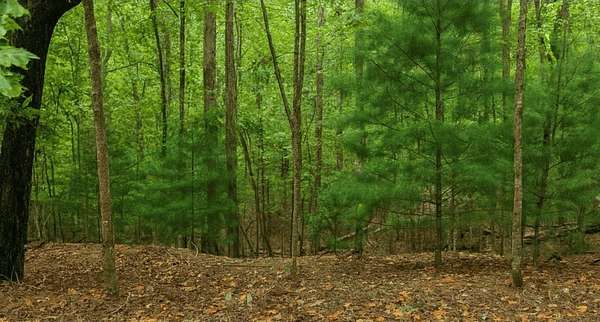 0.68 Acres of Land for Sale in Ellijay, Georgia